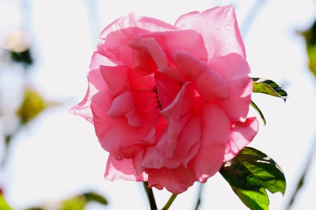 粉色-月季-花-花卉-新鲜 图片素材