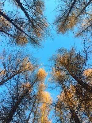 特写-风景-冬至-冬天-树林 图片素材