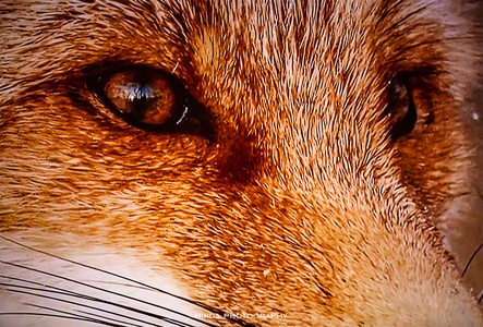 狐狸-动物-野生动物-眼睛-自然 图片素材