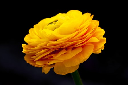 黄色-花-花卉-洋牡丹-特写 图片素材