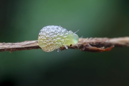 微距-沫蝉-昆虫-昆虫-沫蝉 图片素材