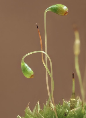 微距-自然-苔藓-植物-特写 图片素材