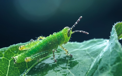 自然-微距-昆虫-昆虫总动员-昆虫 图片素材