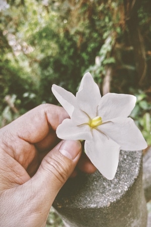 摄影旅游-治愈系-花-花朵-花瓣 图片素材