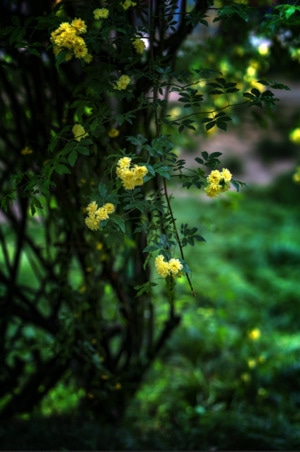 2020-咸阳-陕西-花-花卉 图片素材