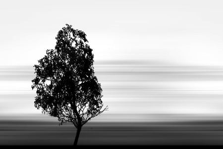 慢门-黑白-简约-动感-树木 图片素材