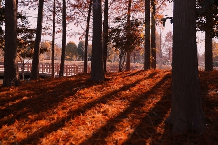景色-风光-风景-日落-光影 图片素材