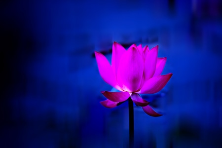 魔幻-浓艳-虚幻-荷花-莲花 图片素材