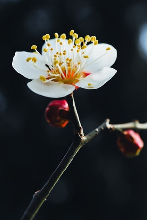 壁纸-色彩-花-明度-花 图片素材