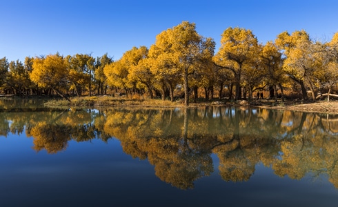 我的2019-胡杨林-风景-树-树木 图片素材