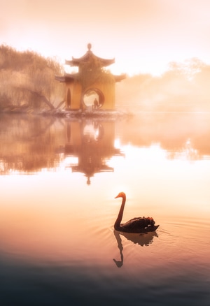 旅行-风光-自然-天鹅-扬州 图片素材