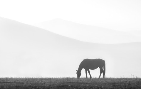 自然-风光-动物-黑白-单色 图片素材
