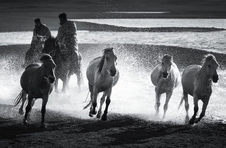 风光-动物-旅行-马-黑白 图片素材