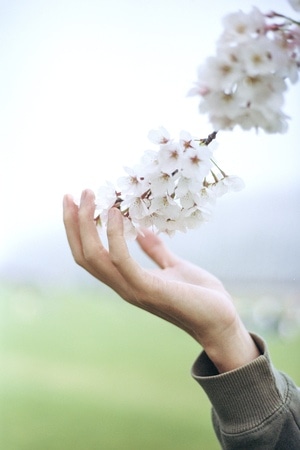 胶片-樱花-植物-花-春天 图片素材