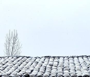 手机摄影-随州-狗-雪-特仑苏 图片素材