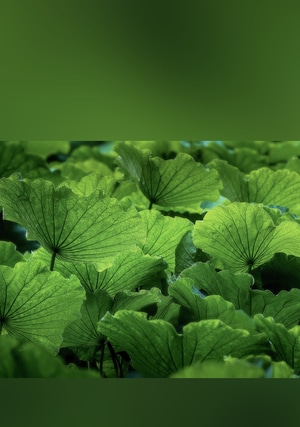 像素蜜蜂官方帐号-老司机-艺术风光-集英摄-风光 图片素材