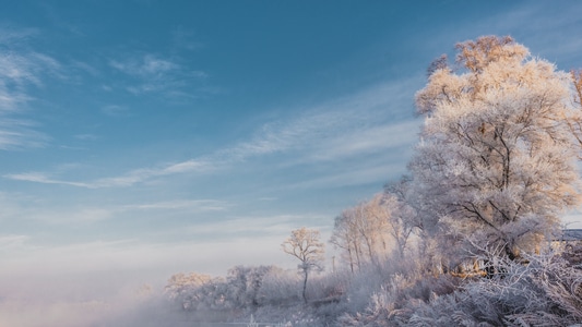雪世界-旅行-摄影-风景-雾松 图片素材