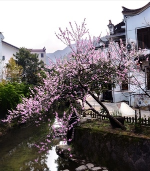 你好2020-风景-江南水乡-建筑-仿古建筑 图片素材