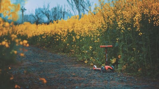 菜花-路-自然-风景-菜花 图片素材