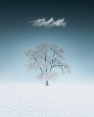 极简-创意-雾凇-一棵树-树 图片素材