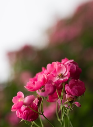 植物-绽放-花卉-春色-蔷薇花 图片素材