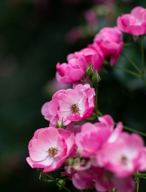 植物-绽放-花卉-春色-蔷薇花 图片素材