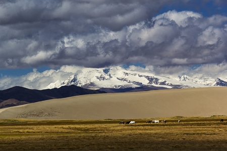 西藏-阿里-雪山-野生动物-沙漠 图片素材