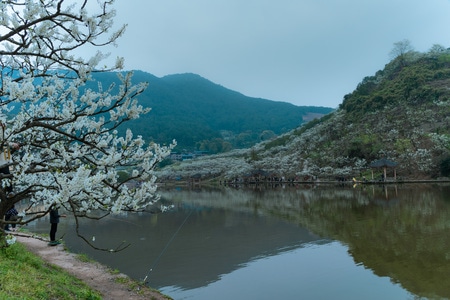 电脑传图-李子花-户外-树-花卉 图片素材