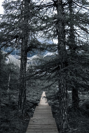 风景-风景-小道-林间小道-地面 图片素材