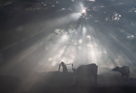 霞浦-晨曦-耶稣光-牛和老农-晨雾 图片素材
