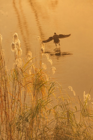 湿地-鸟-白鹭-月下-秋天 图片素材