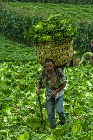 青菜-收割青菜-农产品-农民-种植 图片素材