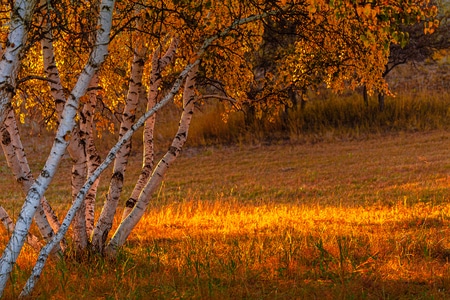 秋天-晨雾-坝上-草原的秋天-仙境 图片素材