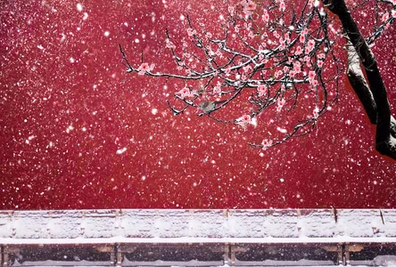 北京-故宫-红墙-梅花-报春 图片素材