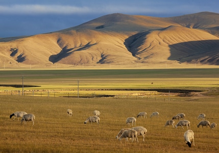 草原-羊群-远山-早晨-悠闲 图片素材
