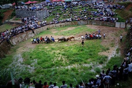 贵州-斗牛场-全球最大场地-少数民族-标志性建筑 图片素材