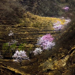 风光-人文-花卉-生态摄影-纪实 图片素材