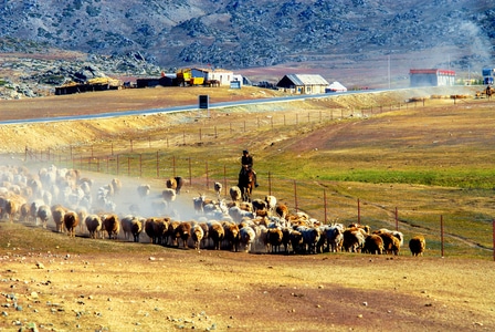 风光-人文-新疆-牧歌-秋光 图片素材