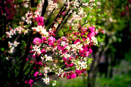 风光-人文-花卉-电脑传图-纹理 图片素材