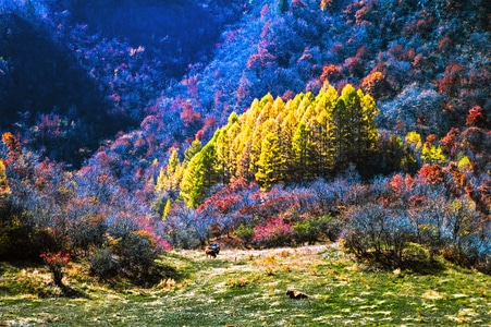 森林-在路上-风光-电脑传图-生态摄影 图片素材