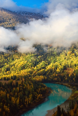 森林-风光-生态摄影-新疆-纪实 图片素材