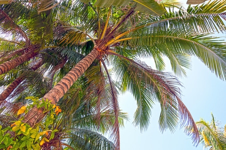 棕榈-热带的-椰子-海滩-树 图片素材