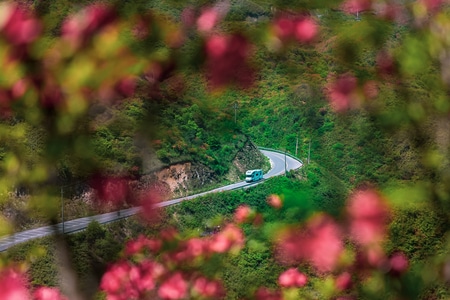 大围山-映山红-杜鹃花-浏阳-湖南 图片素材