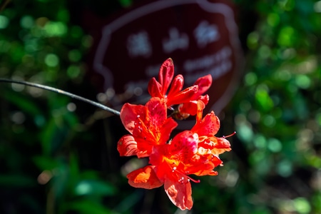 大围山-映山红-杜鹃花-浏阳-湖南 图片素材