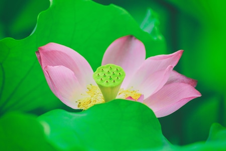 年嘉湖-湖南-烈士公园-荷花-菜刀图片 图片素材