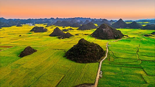 油菜花-游玩-罗平-风景-风光 图片素材