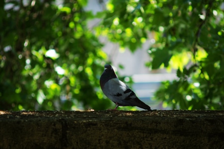 自然-动物-鸟-鸽子-风景 图片素材