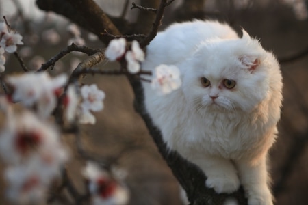 花-白色-猫-宠物-可爱 图片素材