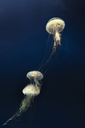 水母-水下-海洋生命-海洋-自然 图片素材