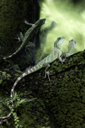 无人-蜥蜴-爬行纲-爬行动物-野生动物 图片素材